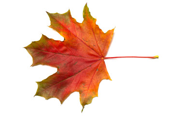 Maple leaf isolated on a white background. Autumn variant of leaf coloring.