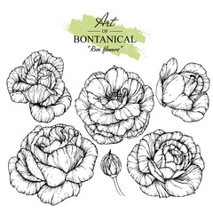 Sketch Floral Botany Collection. Rose flower drawings. Black and white with line art on white backgrounds. Hand Drawn Botanical Illustrations.Vector.