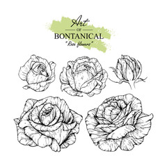 Sketch Floral Botany Collection. Rose flower drawings. Black and white with line art on white backgrounds. Hand Drawn Botanical Illustrations.Vector.