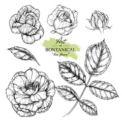 Sketch Floral Botany Collection. Rose flower drawings. Black and white with line art on white backgrounds. Hand Drawn Botanical Illustrations.Vector.