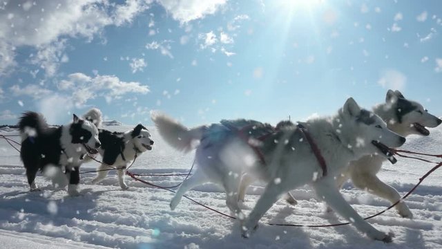 Dogs harnessed by dogs breed Husky pull sled with people, slow motion, Video loop