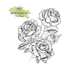 Sketch Floral Botany Collection. Rose flower drawings. Black and white with line art on white backgrounds. Hand Drawn Botanical Illustrations.Vector.