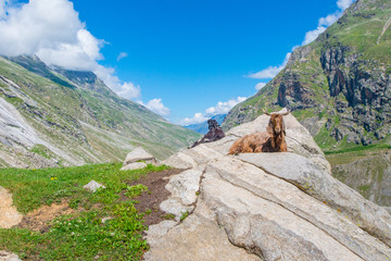 himalayan goat relaxing in the hiking trail