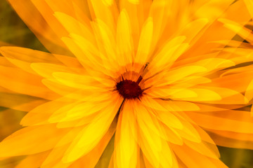 Nature abstract of black-eyed susan flower from New Hampshire.