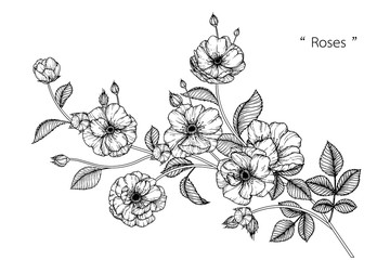 Sketch Floral Botany Collection. Rose flower drawings. Black and white with line art on white backgrounds. Hand Drawn Botanical Illustrations.Vector.