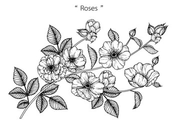 Sketch Floral Botany Collection. Rose flower drawings. Black and white with line art on white backgrounds. Hand Drawn Botanical Illustrations.Vector.