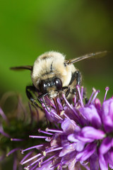 Bumblebee using proboscis to feed on nectar of a salvia flower.