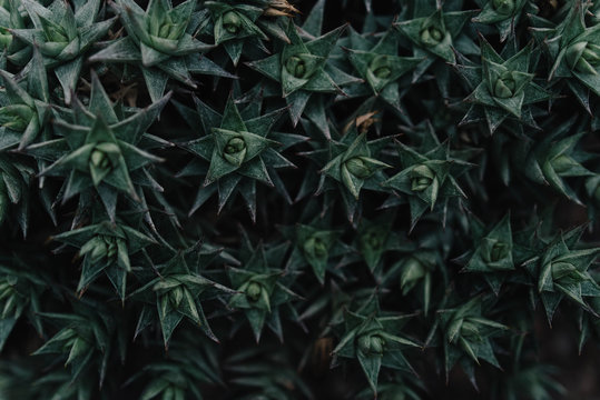 A pattern of dark green succulents
