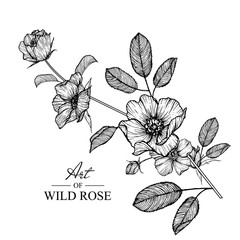 Sketch Floral Botany Collection. Rose flower drawings. Black and white with line art on white backgrounds. Hand Drawn Botanical Illustrations.Vector.
