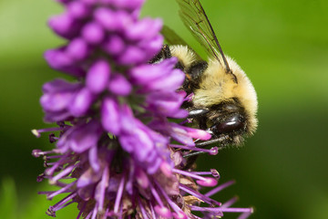 Bumblebee perched on a salvia flower in Newbury, New Hampshire.