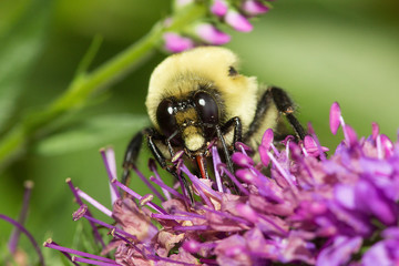 Bumblebee using proboscis to feed on nectar of a salvia flower.