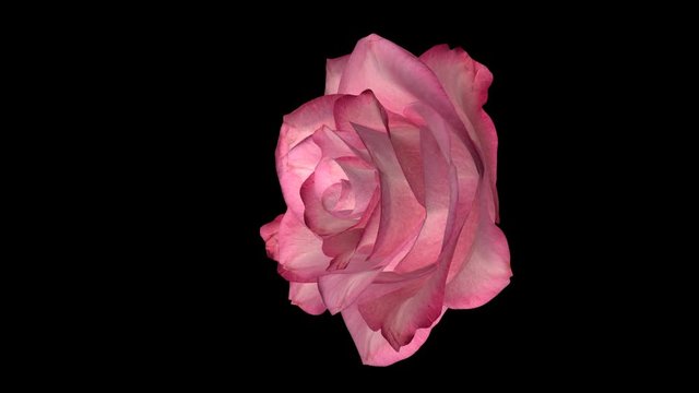 Pink rose slowly spinning in the air on a trandsparent background. Realistic 3d animation loop with alpha channel transparency.
