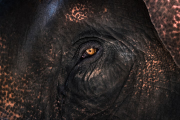 Close up of elephant's eye