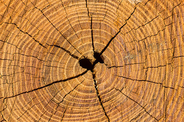 Growth rings in cross section of a locust tree.