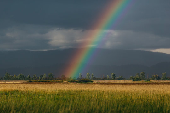 Rainbow