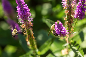 Bumblebees visiting a salvia flower in Newbury, New Hampshire.