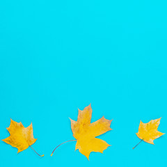 autumn yellow leaves on blue background