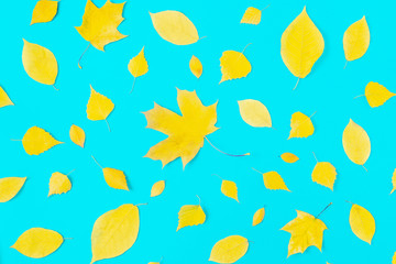 autumn yellow leaves on blue background