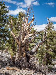 Fototapeta na wymiar Ancient bristlecone pine forest in Great Basin National Park, Baker, Nevada, USA