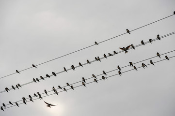 birds on wire