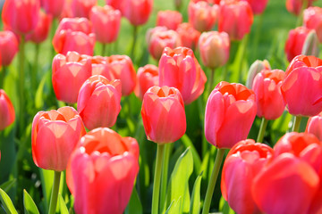 Beautiful blooming pink tulips in spring garden