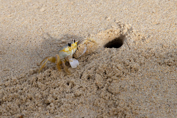 Crab on the Beach