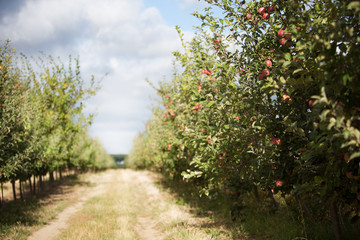 Fototapeta na wymiar Orchard of ripe organic apples at sunset