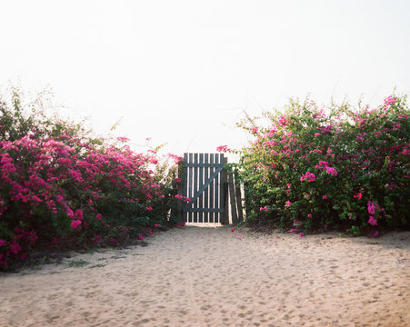 Beach yard with blooming bushes