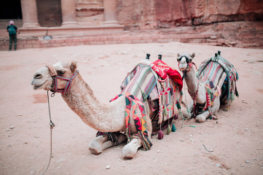 Camels in rose red rocks in the ancient city of Petra in Jordan