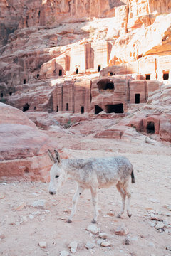 Donkey in the ancient city of Petra in Jordan