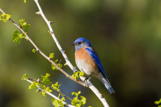 Perched Bluebird