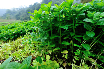 Green mint plants grow at vegetable garden