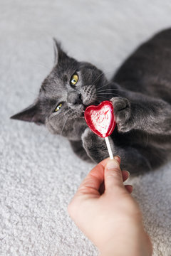 Cute kitty