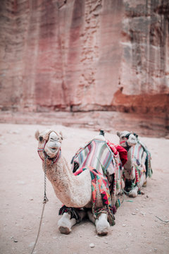Camels in rose red rocks in the ancient city of Petra in Jordan