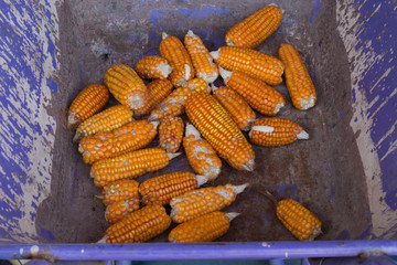 corn on the cob on the cob