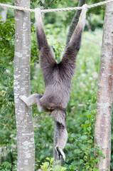 White-handed gibbon hanging on rope