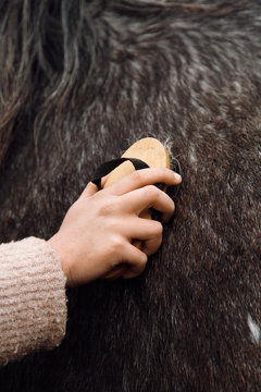 Woman cleaning horse fur