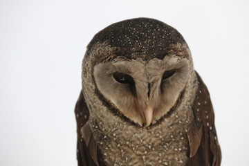 Barn Owl