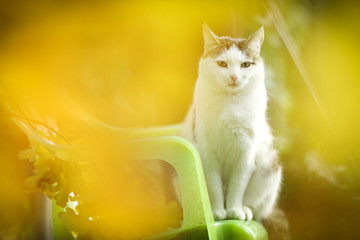 tom country male cat sitting on green garden background