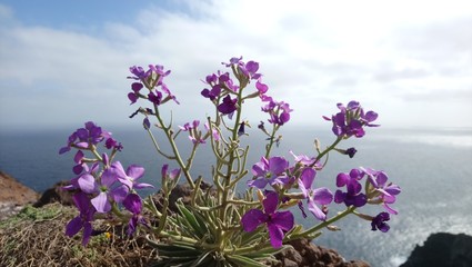Madeira Ponta de Sao Lourenco Flower