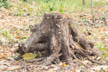 tree roots in the forest