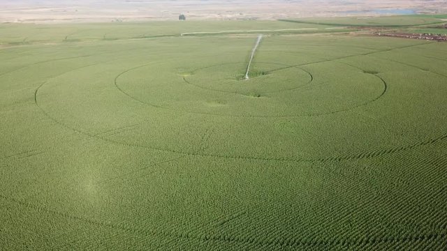 Slow flyover, aerial view of corn fields with a center pivot irrigation system in the Columbia basin of eastern Washington State in late summer