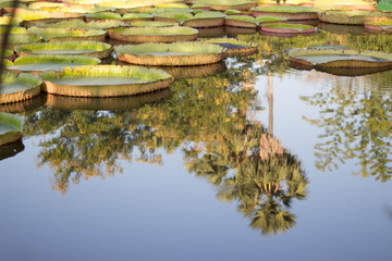 reflection of leaves in water