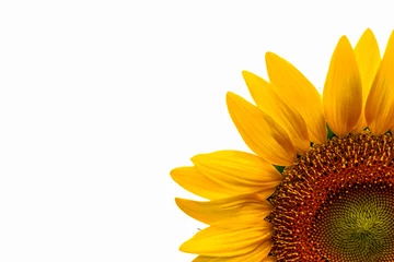 Foto op Plexiglas sunflower isolated on white background © yiamX