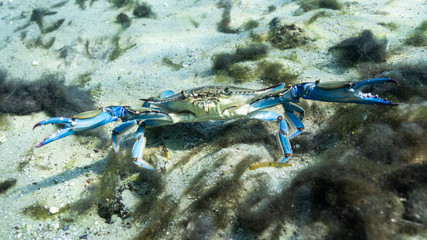 A Blue Crab (Callinectes sapidus) takes a defensive posture when the camera gets too close, by spreading his beautiful blue claws to make himself appear larger than he really is. 