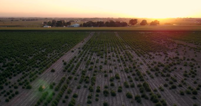 Hemp field with baby plants under an orange sky.