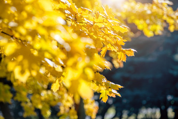 Fototapeta na wymiar Autumn background-yellow maple leaves in the city Park 