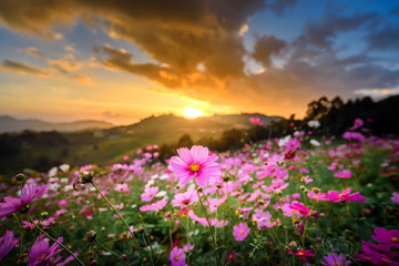 mountain landscape of cosmos flowers garden field in sunset sky