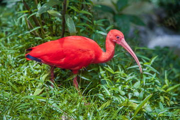 beautiful red ibis bird in green grass