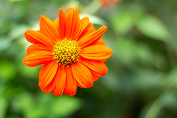 orange flower in the garden